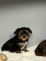 Bella, a female Yorkshire Terrier for sale in Rural Retreat, VA – 2 of 5