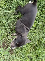 Buck, a male Catahoula Leopard Dog for sale in Rural Retreat, VA – 3 of 4