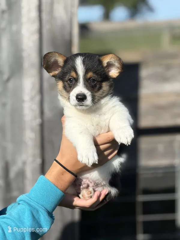 Snickers – Pembroke Welsh Corgi puppy for sale in Rural Retreat, VA