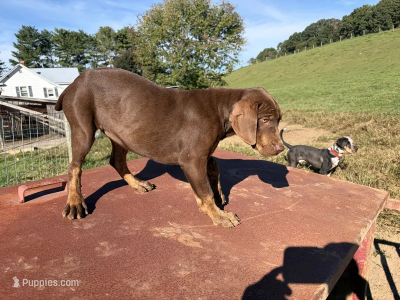 June – Catahoula Leopard Dog puppy for sale in Rural Retreat, VA