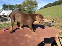 June, a female Catahoula Leopard Dog for sale in Rural Retreat, VA – 1 of 3