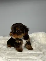 Bentley, a male Yorkshire Terrier for sale in Rural Retreat, VA – 2 of 6
