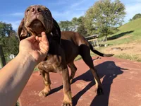 June, a female Catahoula Leopard Dog for sale in Rural Retreat, VA – 3 of 3