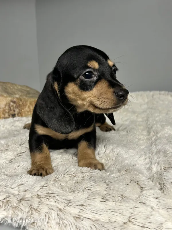 Roxy – Miniature Dachshund puppy for sale in Rural Retreat, VA