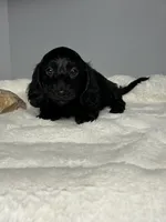 Ace, a male Miniature Dachshund for sale in Rural Retreat, VA – 3 of 5