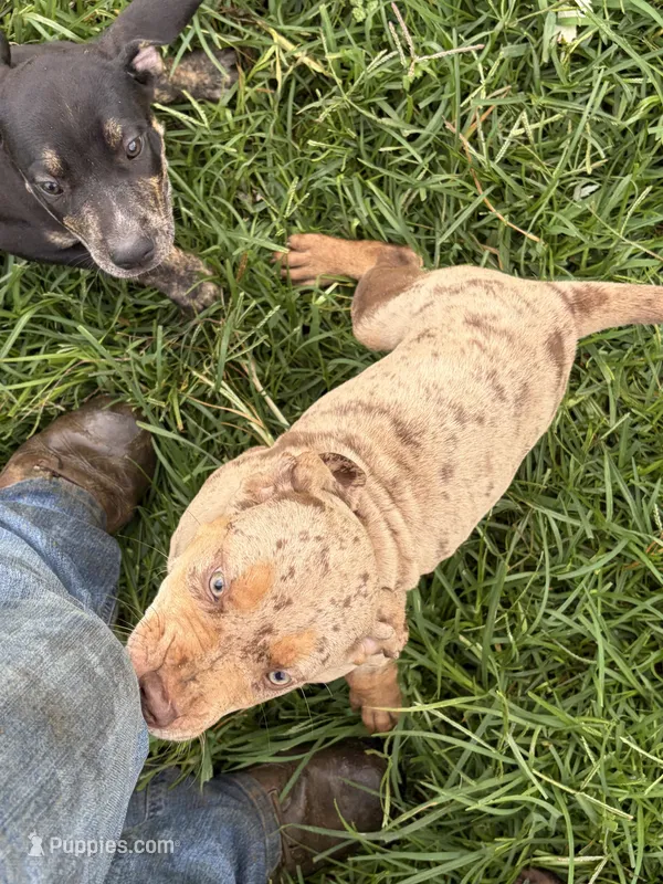 Chuckie – Catahoula Leopard Dog puppy for sale in Rural Retreat, VA