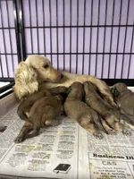 Simba, a male Miniature Dachshund for sale in Rural Retreat, VA – 6 of 8