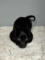 Ash, a male Miniature Dachshund for sale in Rural Retreat, VA – 2 of 6