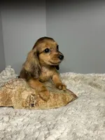 Bonnie, a female Miniature Dachshund for sale in Rural Retreat, VA – 2 of 7