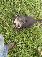 Buck, a male Catahoula Leopard Dog for sale in Rural Retreat, VA – 1 of 4