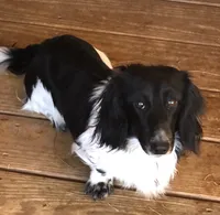 Fiona, a female Miniature Dachshund for sale in Rural Retreat, VA – 6 of 6