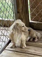 Reuben, a male Miniature Dachshund for sale in Rural Retreat, VA – 5 of 5