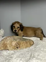 Simba, a male Miniature Dachshund for sale in Rural Retreat, VA – 4 of 8
