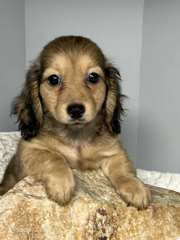 Sweetness – Miniature Dachshund puppy for sale in Rural Retreat, VA