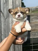 Rusty, a male Pembroke Welsh Corgi for sale in Rural Retreat, VA – 1 of 4