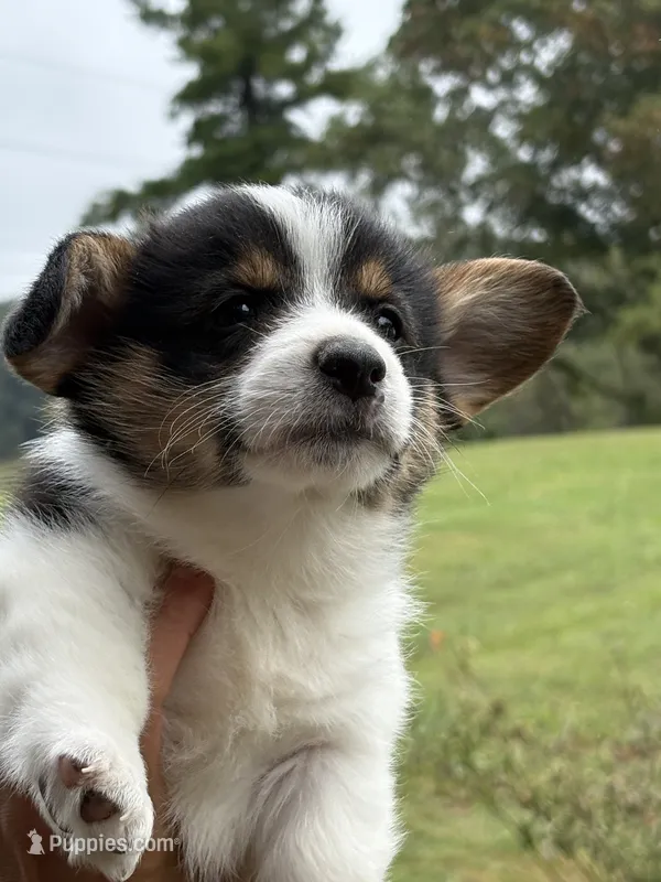 Snickers – Pembroke Welsh Corgi puppy for sale in Rural Retreat, VA