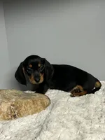 Jack, a male Miniature Dachshund for sale in Rural Retreat, VA – 4 of 7