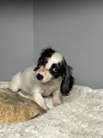 Fiona, a female Miniature Dachshund for sale in Rural Retreat, VA – 4 of 6