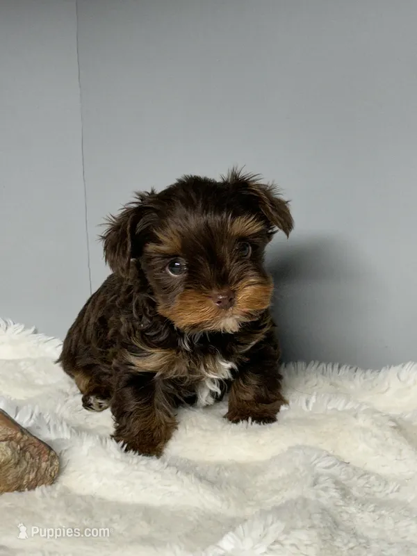 Brock  – Yorkshire Terrier puppy for sale in Rural Retreat, VA