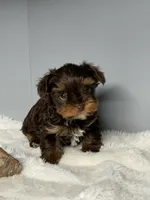 Brock , a male Yorkshire Terrier for sale in Rural Retreat, VA – 1 of 4