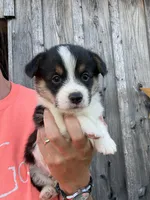 Snickers, a male Pembroke Welsh Corgi for sale in Rural Retreat, VA – 2 of 4