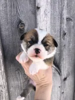 Dot, a female Pembroke Welsh Corgi for sale in Rural Retreat, VA – Photo 2 of 4