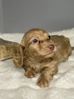 Jake, a male Miniature Dachshund for sale in Rural Retreat, VA – 4 of 6