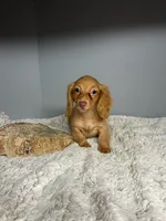 Peaches, a female Miniature Dachshund for sale in Rural Retreat, VA – 3 of 8
