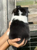 Buddy, a male Pembroke Welsh Corgi for sale in Rural Retreat, VA – 2 of 4