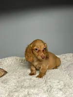 Peaches, a female Miniature Dachshund for sale in Rural Retreat, VA – 4 of 8