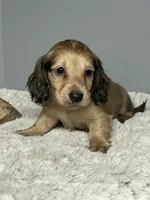 Mufasa, a male Miniature Dachshund for sale in Rural Retreat, VA – 6 of 8