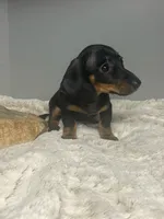 Ladybug, a female Miniature Dachshund for sale in Rural Retreat, VA – 5 of 7