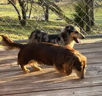 Peaches, a female Miniature Dachshund for sale in Rural Retreat, VA – 8 of 8