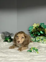 Dudley, a male Miniature Dachshund for sale in Rural Retreat, VA – Photo 5 of 8