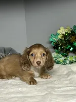 Dudley, a male Miniature Dachshund for sale in Rural Retreat, VA – Photo 4 of 8