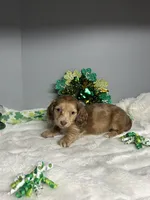 Dudley, a male Miniature Dachshund for sale in Rural Retreat, VA – Photo 7 of 8