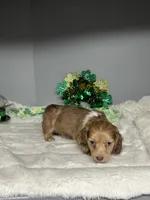 Dudley, a male Miniature Dachshund for sale in Rural Retreat, VA – Photo 6 of 8