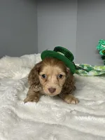 Dudley, a male Miniature Dachshund for sale in Rural Retreat, VA – Photo 2 of 8