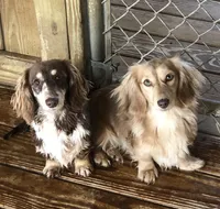 Dudley, a male Miniature Dachshund for sale in Rural Retreat, VA – Photo 8 of 8