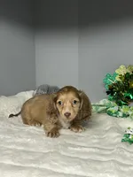 Dudley, a male Miniature Dachshund for sale in Rural Retreat, VA – Photo 3 of 8