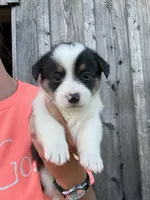 Buddy, a male Pembroke Welsh Corgi for sale in Rural Retreat, VA – 3 of 4