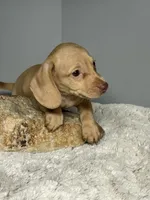 Reuben, a male Miniature Dachshund for sale in Rural Retreat, VA – 2 of 5