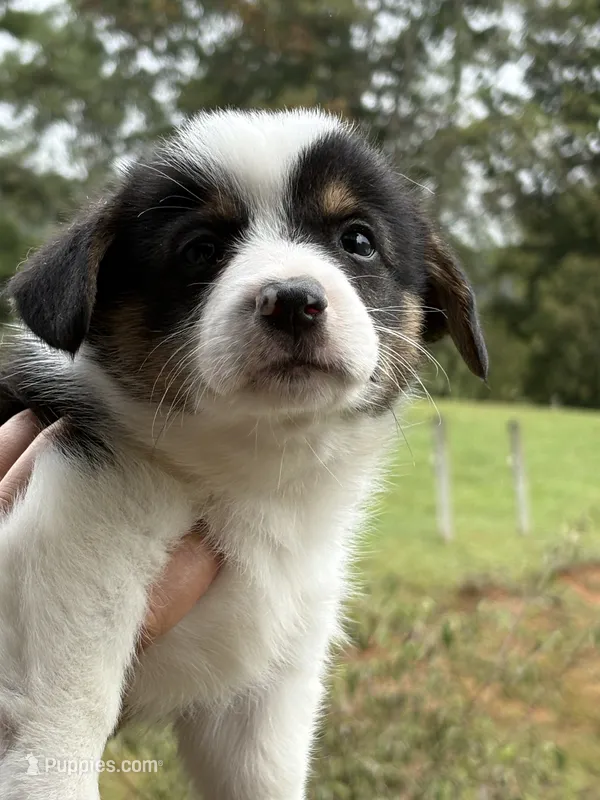 Buddy – Pembroke Welsh Corgi puppy for sale in Rural Retreat, VA