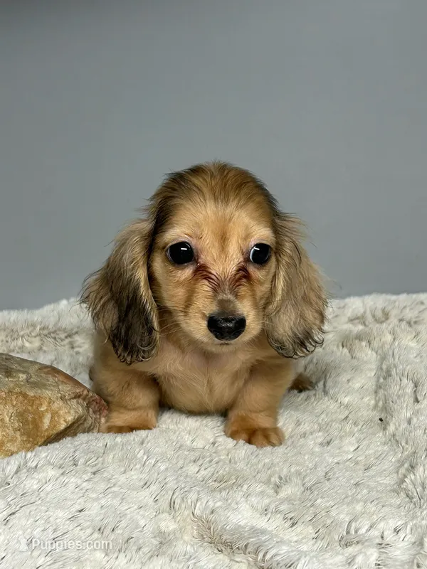 Nugget – Miniature Dachshund puppy for sale in Rural Retreat, VA