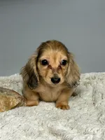 Nugget, a male Miniature Dachshund for sale in Rural Retreat, VA – 1 of 7