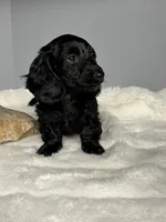 Ace, a male Miniature Dachshund for sale in Rural Retreat, VA – 2 of 5