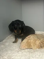 Ladybug, a female Miniature Dachshund for sale in Rural Retreat, VA – 2 of 7