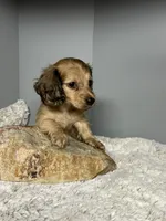 Simba, a male Miniature Dachshund for sale in Rural Retreat, VA – 5 of 8