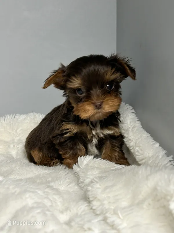 Benny – Yorkshire Terrier puppy for sale in Rural Retreat, VA