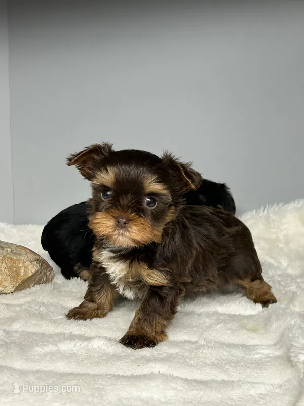 Bailey – Yorkshire Terrier puppy for sale in Rural Retreat, VA